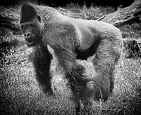 Gorille à dos argenté