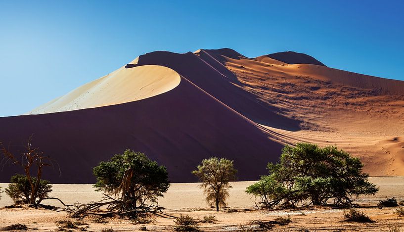 The desert is alive by Alex Neumayer