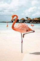 Flamant rose sur l'île d'Aruba