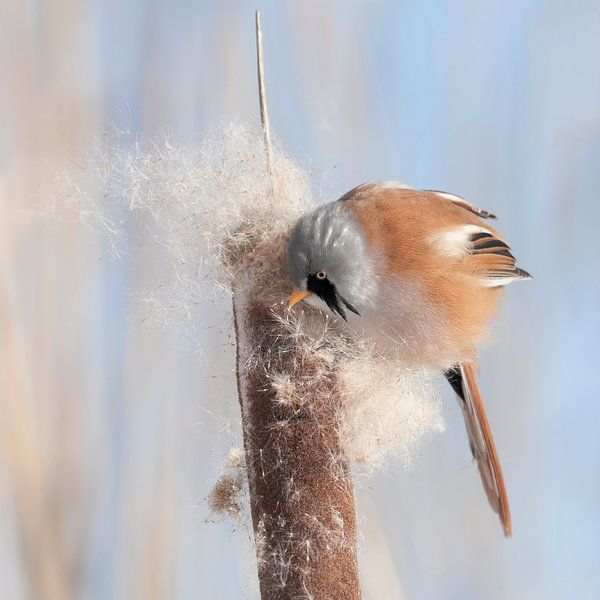 Fluff by Marianne Wustenhoff