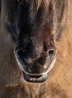 Nez d'un Konik sauvage