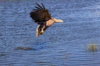 L'aigle de mer européen vole au-dessus de l'eau avec sa proie qu'il vient de capturer/