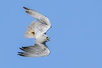 Geierfalke auf der Jagd macht ungewöhnliche Bewegungen