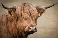 Schottisches Highlander-Porträt: Digitale Kunst