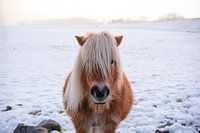 Paardje in de sneeuw