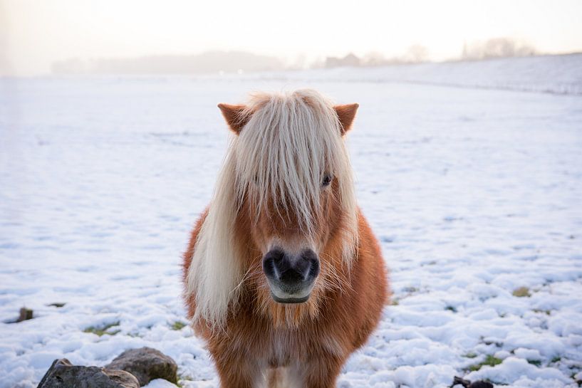 Paardje in de sneeuw von Tess Smethurst-Oostvogel