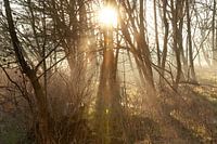 Sonnenaufgang zwischen den Bäumen - Sonnenharfen und mystischer Nebel im Mallebos