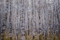 Verloren zwischen Birken