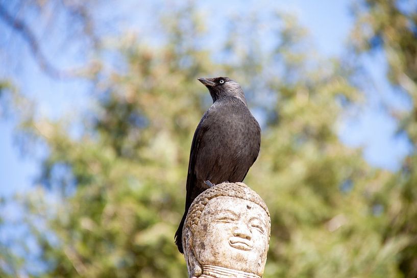 Buddha mit schwarzer Krähe von Marco Theunissen