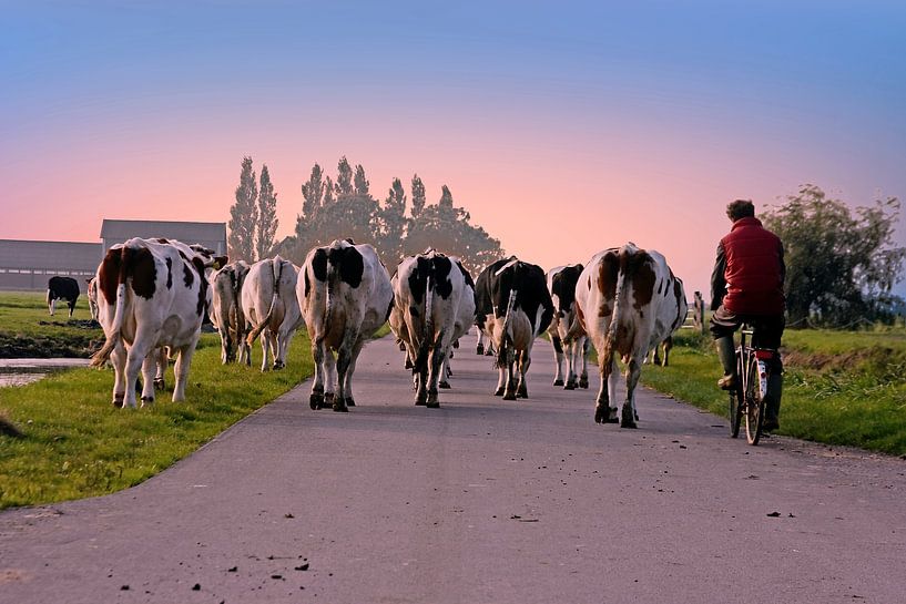 Koeien op weg naar de stal bij zonsondergang op het platteland van Nederland von Eye on You