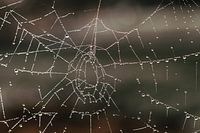 Toile d'araignée