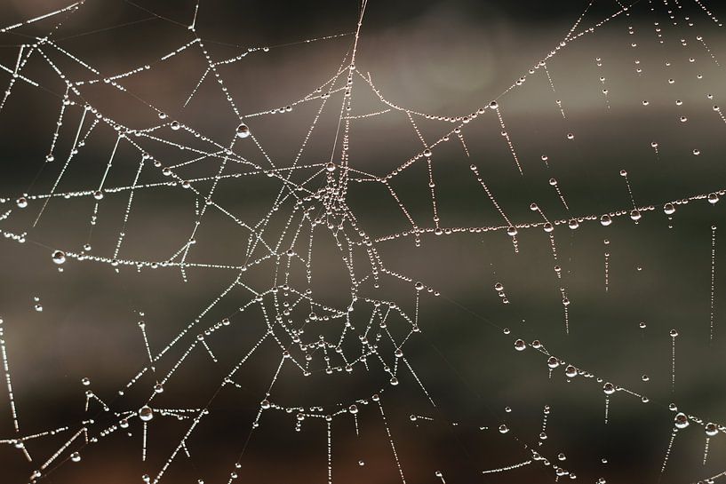 Toile d'araignée par Herma Vos