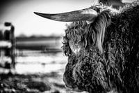 Schottischer Highlander 7