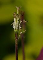 Aquilegia flower in bud