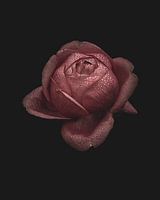 Pink rose with dewdrops