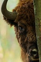 Curious wisent in nature reserve the Maashorst