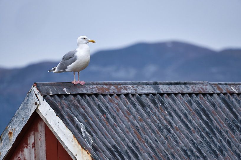 Seagull on a fishing hut on a fjord in Norway by Martin Köbsch