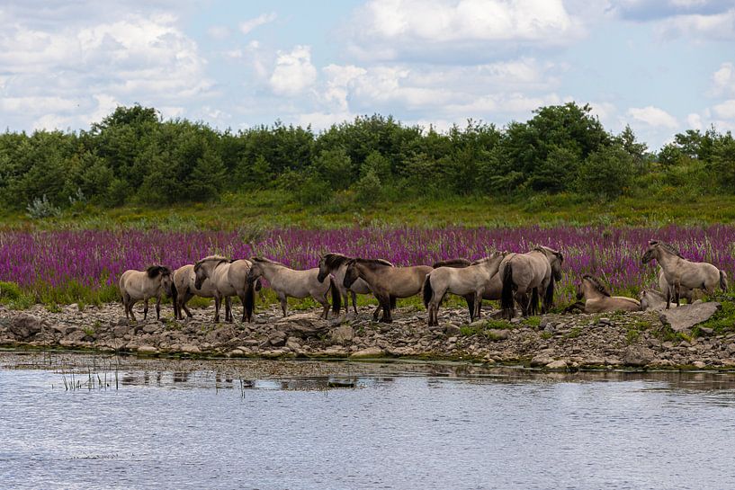 Wild Konick horses at the water's edge by Kim Willems