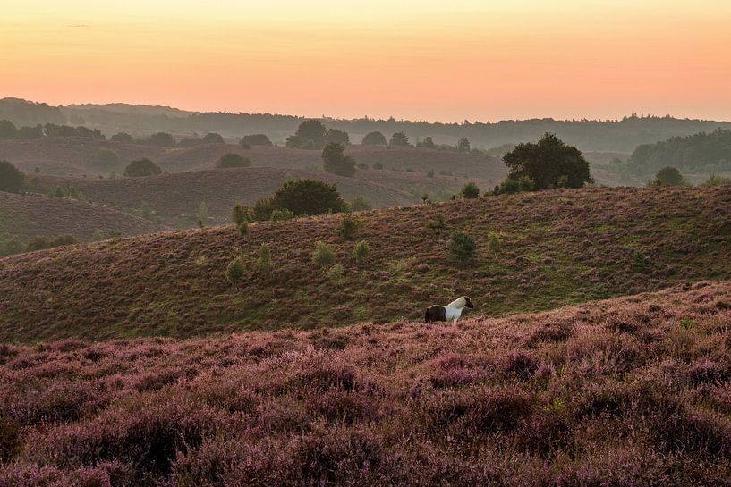 Posbank 14 par Nuance Beeld