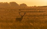 High Veluwe rutting season
