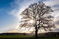 Lone tree in Limburg, Netherlands