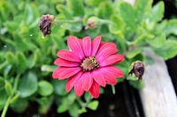 rosa Blume mit Insekt