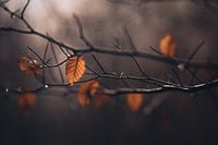 De laatste herfstbladeren