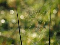 Toile d'araignée avec gouttes de rosée