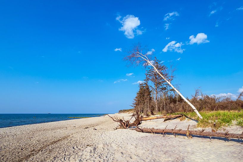 Beach at the coast of the Baltic Sea near Graal Müritz by Rico Ködder