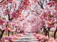Blossoming cherry blossom trail - a walk through spring