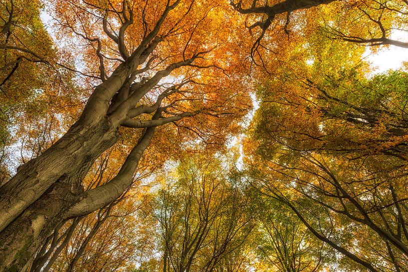Ein Blick auf diese alten Bäume ergibt ein schönes Bild von Paul Weekers Fotografie