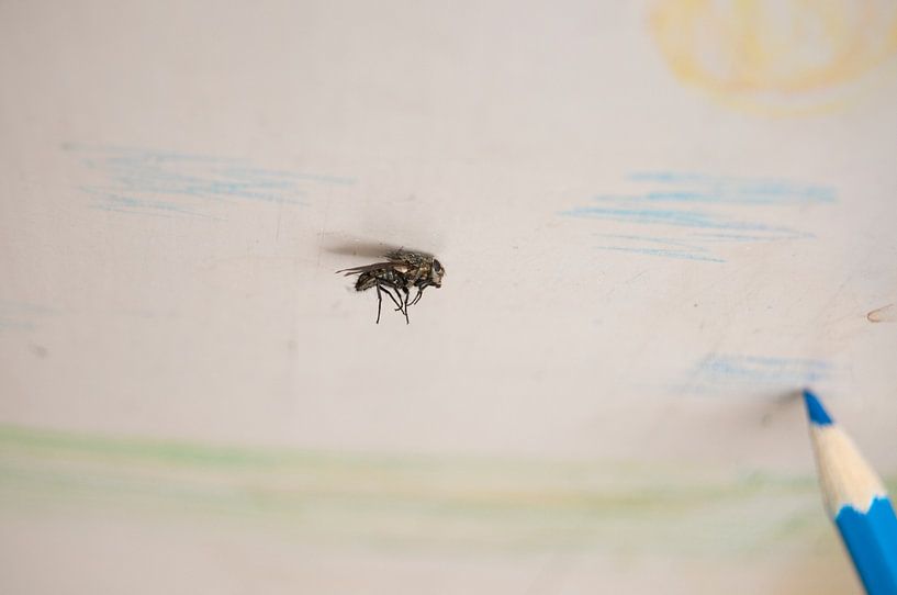 Meine Fliege fliegt in die Lüfte von Irene Cecile