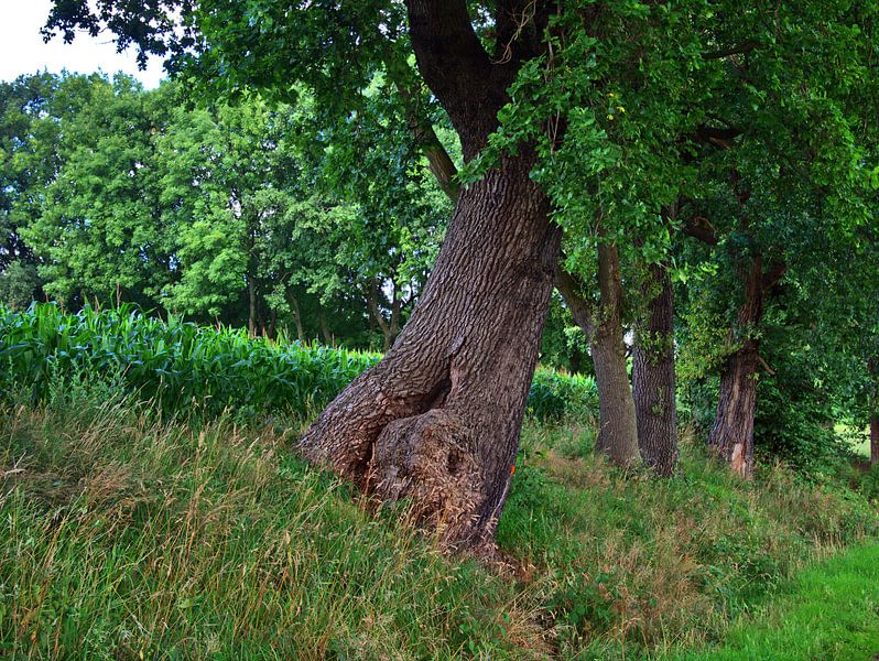 4 Bäume von Edgar Schermaul