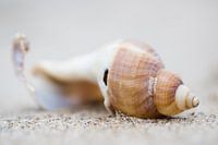 Zeeschelp op het strand