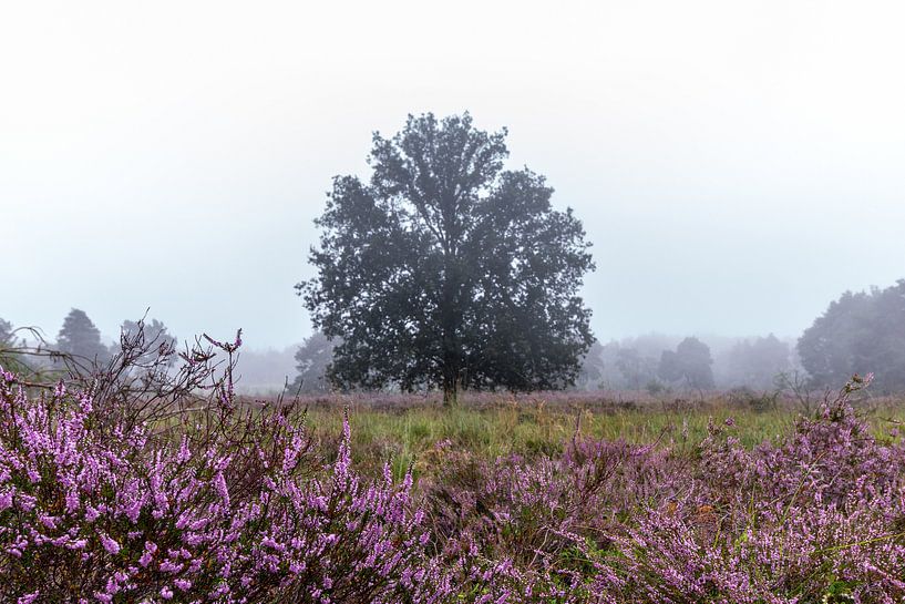Tree by Johan Honders