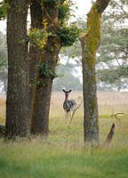 Damhirsch in der Morgendämmerung