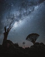 Cercle de vie dans la forêt de l'arbre à carquois