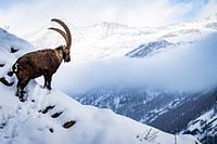 Capricorn looks out over mountainous landscape