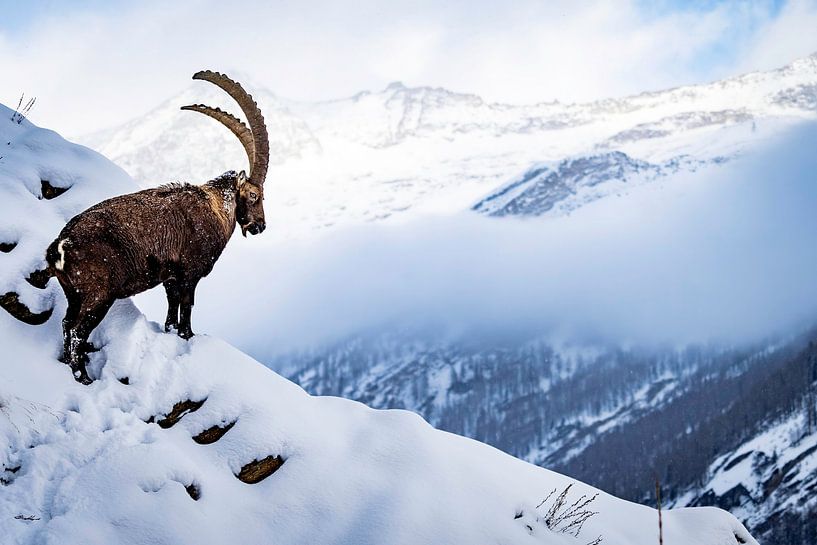 Capricorn blickt auf eine bergige Landschaft von Sam Mannaerts