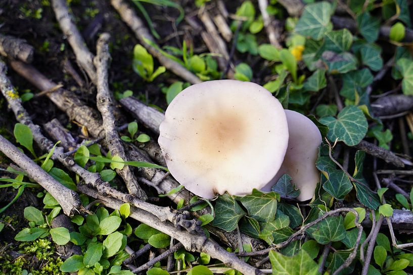 Champignon en automne en Allemagne et feuilles colorées par Babetts Bildergalerie