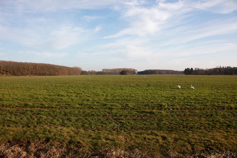 Twee zwanen op een weiland in Emsland van Bianca Meyering Fotos - BMF