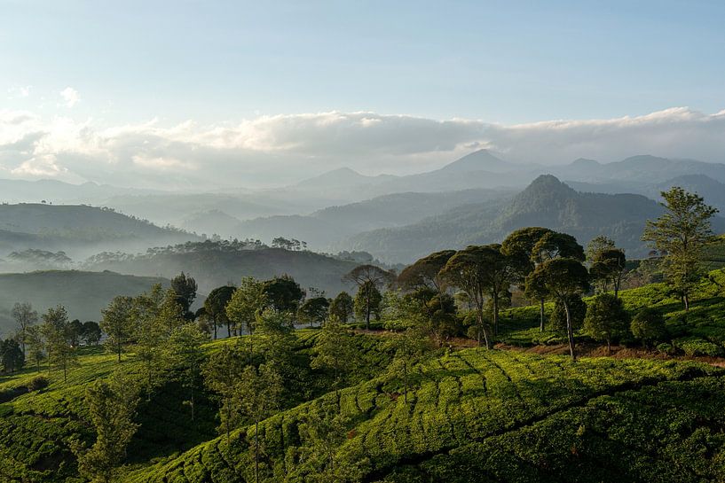 Tea plantation Indonesia by Ellis Peeters