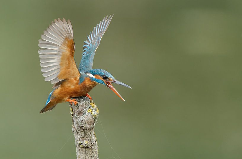 IJsvogel von Menno Schaefer