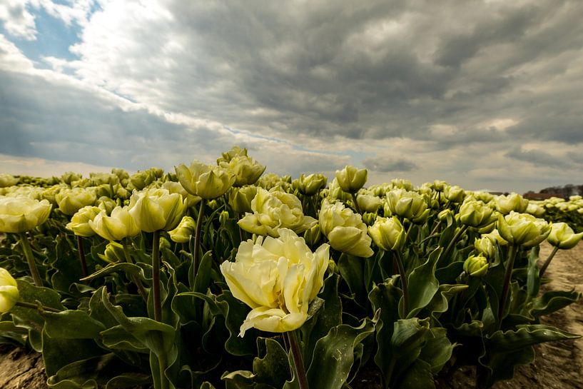 tulipes sous un ciel menaçant par peterheinspictures