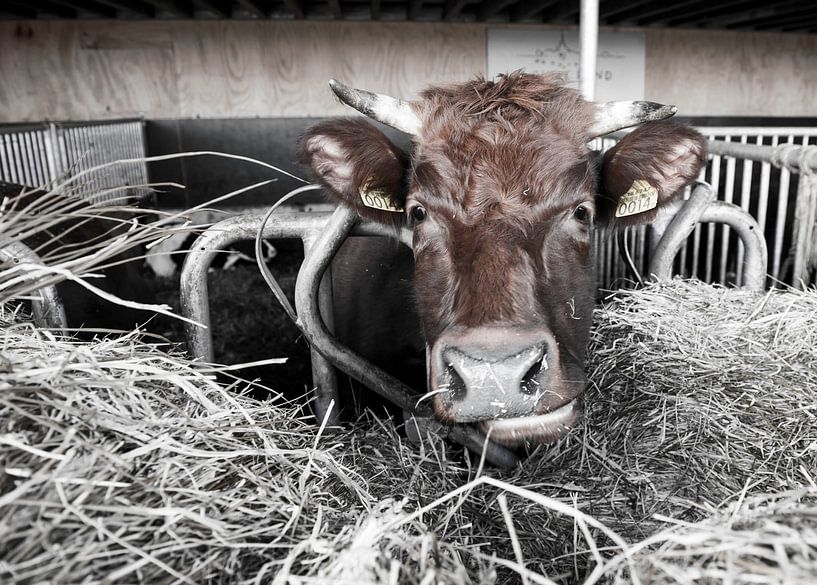 Eten op de boerderij van Roland de Zeeuw