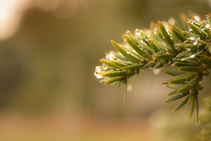 la nature atmosphérique par Mike Bot PhotographS