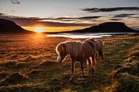 Icelandic horses in late sunlight
