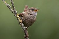 Winterzaunkönig ruft