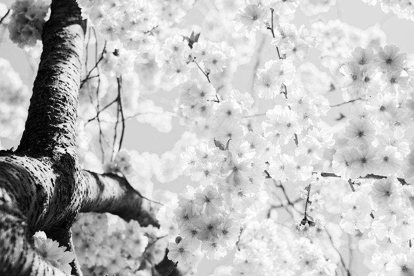 Cherry Blossom by Walljar