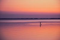 Le stand up paddle au crépuscule